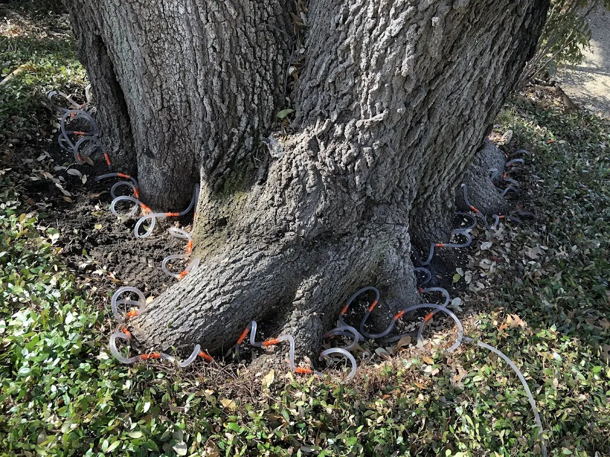 Detailed Tree Cabling and Bracing job site in Paint Bank