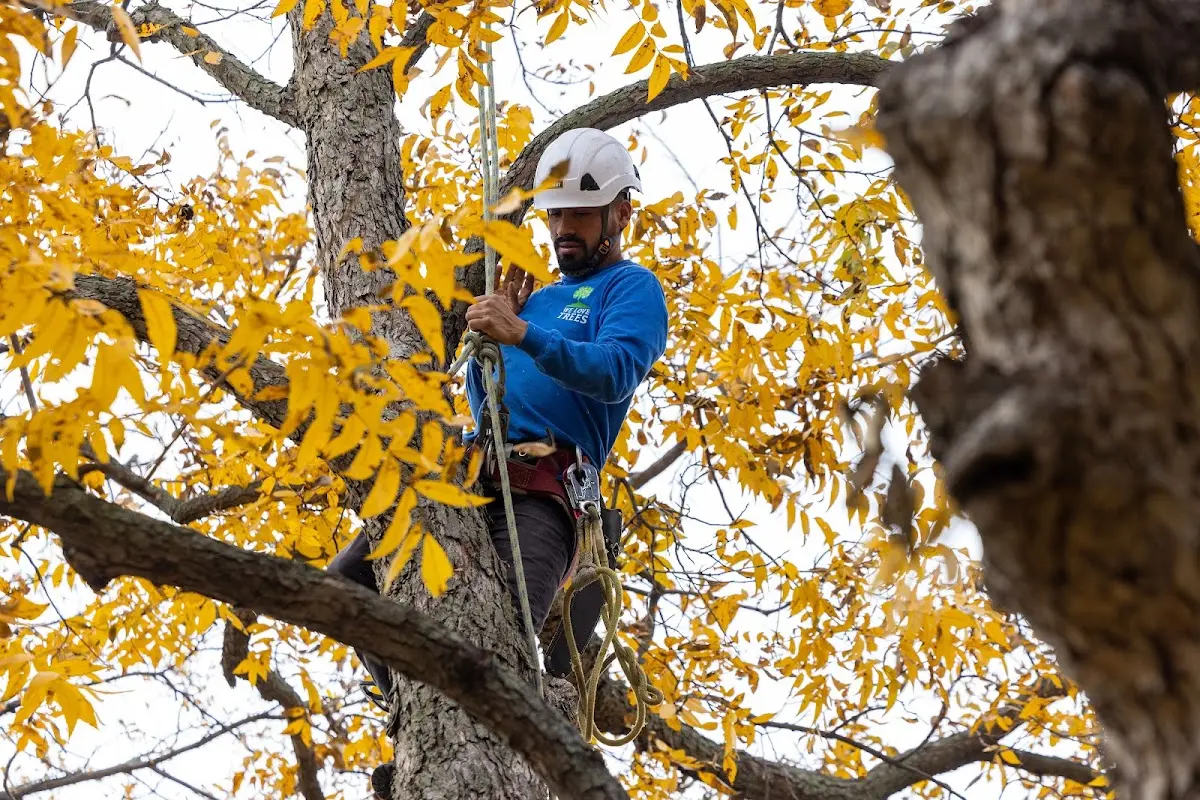 Skilled Tree Transplanting crew working in Paint Bank