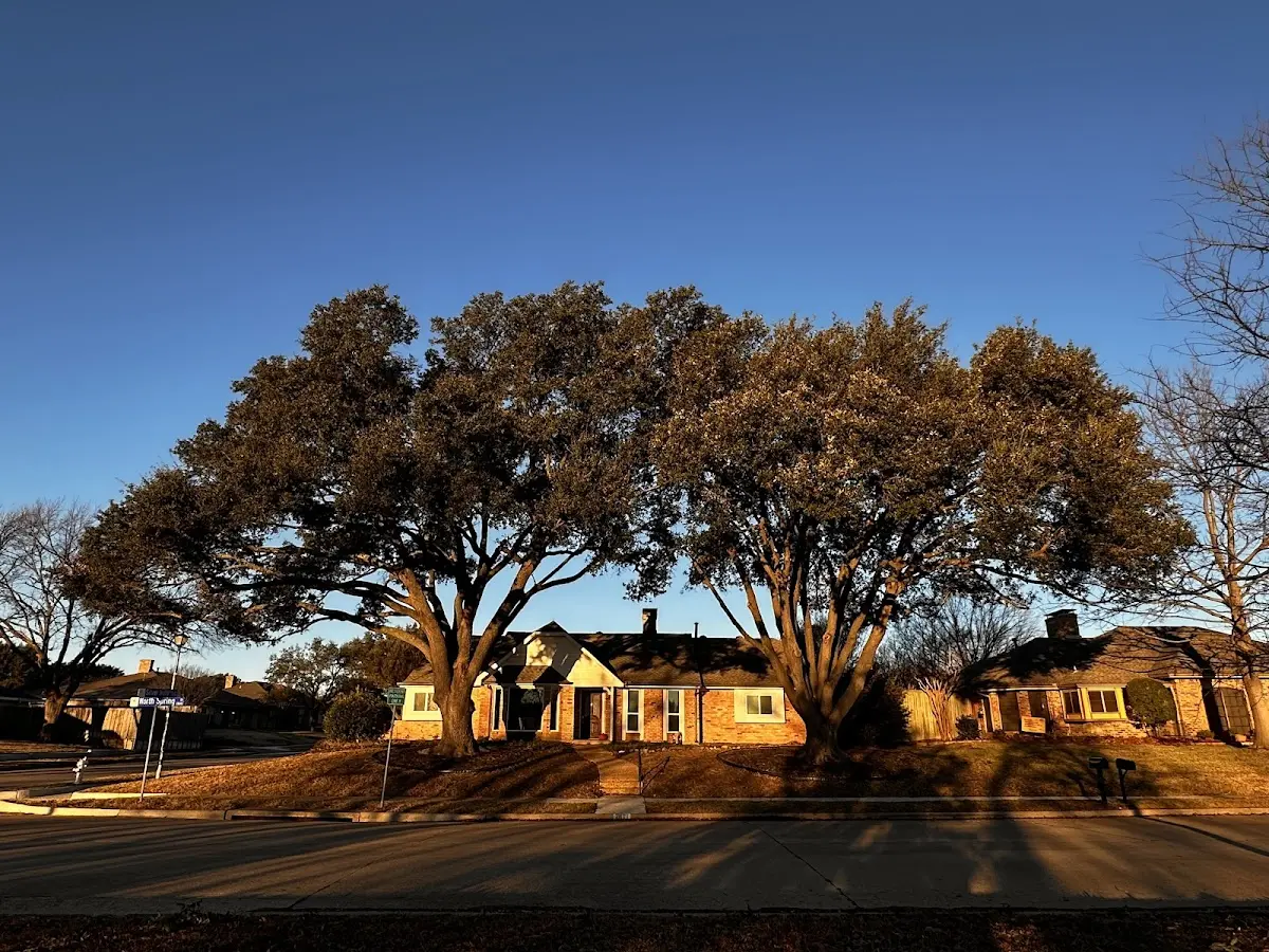 Established residential canopy tree shading a home in Paint Bank
